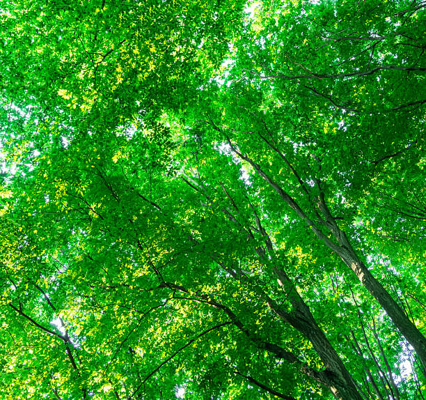 istock green forest background in a sunny day 2252244271