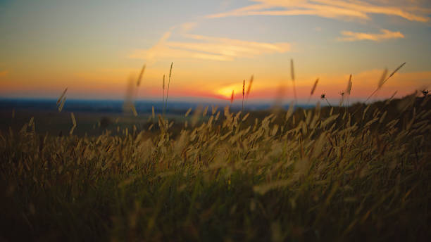 Sunset over fields and trees in a green hilly landscape under a colorful sky in sunlight in spring, Voeren, Limburg, Belgium, June, 2023