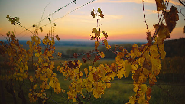 Vineyard plants displaying colorful leaves during the golden hour in a rural agricultural field. Warm light from the setting sun backlighting the detailed foliage, creating a serene natural scene. Vibrant hues transitioning across the horizon.