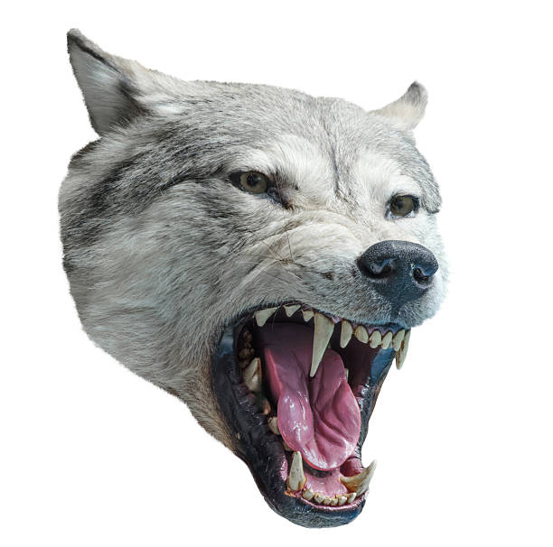 A wolf's head with its mouth wide open, showing its teeth. The wolf's teeth are yellow and it has a fierce look on its face, isolated on white transparent background.