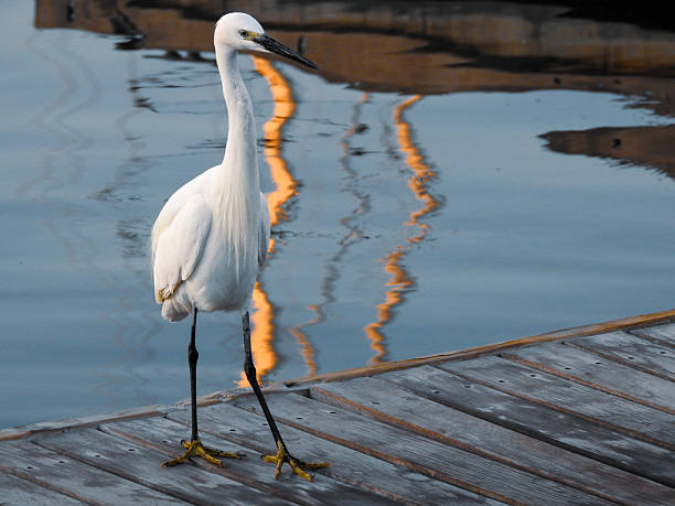 A heron on take off.