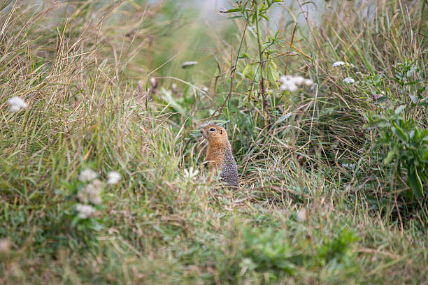 istock Ground squirrel in its natural habitat 2252252128