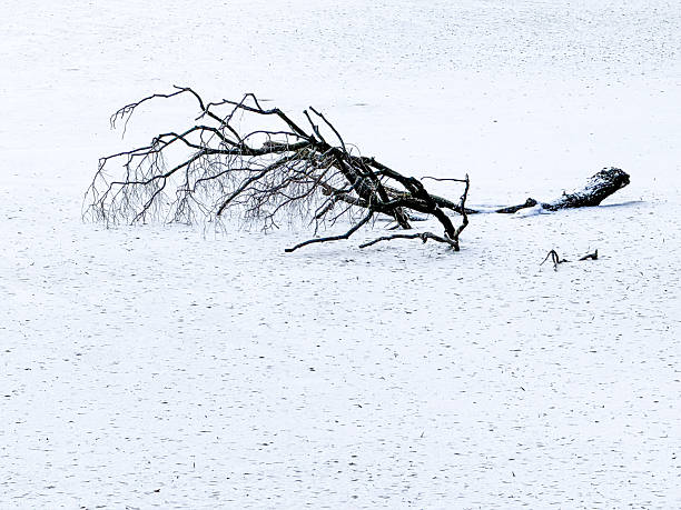 bare branches stretch towards the river