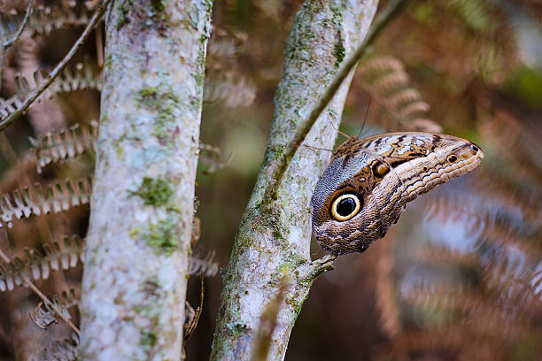Owl butterfly displaying effective camouflage with eyespot pattern on its wing, resting on a tree trunk in a natural setting