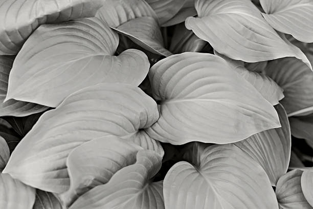 istock Large beautiful leaves of Hosta plantaginea 2252253230
