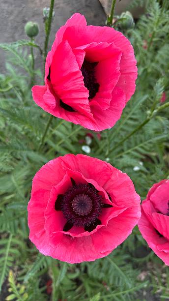 istock poppy flowers_8552 2252254274