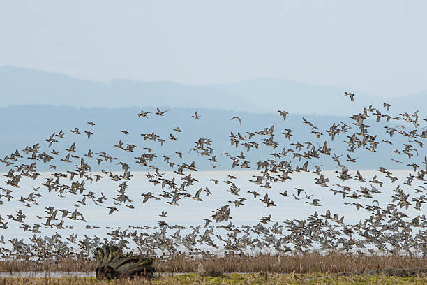istock Massive Flock Of Birds In Flight Over Water With Distant Hills At Dawn 2252256738