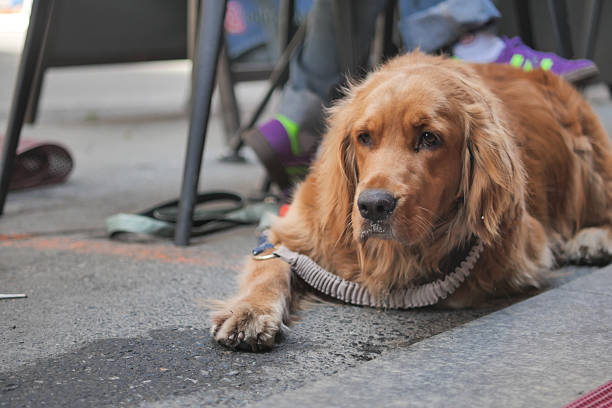 A golden retriever lays comfortably on the warm sidewalk, enjoying the sun.