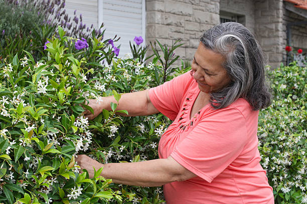 Smiling senior woman tending plants in her home garden, touching green foliage and flowers outdoors near a residential house on a daylight day.