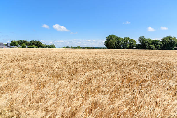 istock View of a barley field on a clear summer day 2252260373