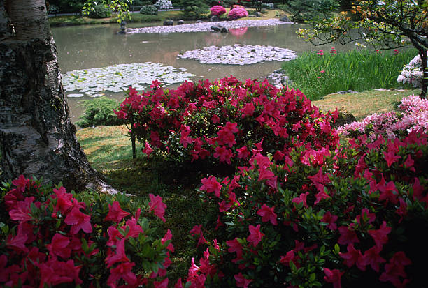 Washington Park Arboretum, Seattle, Washington