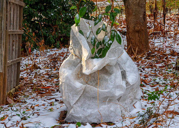 istock A plant covered in the winter garden 2252264633