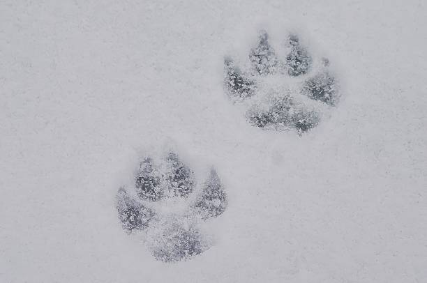 istock Dog footprint in the snow 2252266692