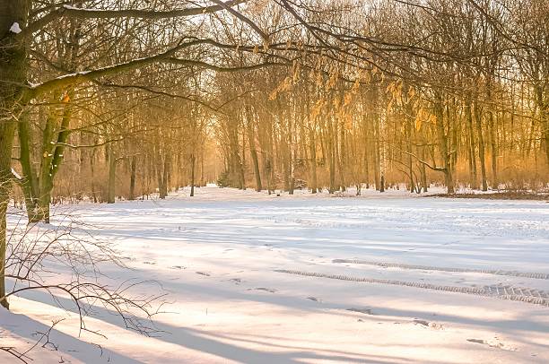 istock Berlin Tiergarten covered by snow during the winter, Germany 2252267533
