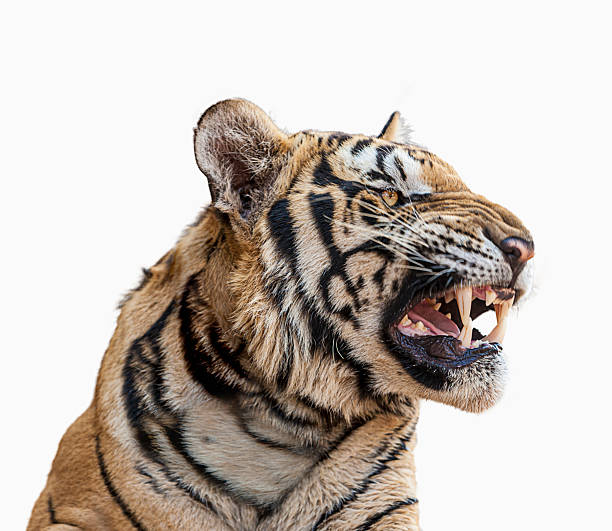 istock Cut out of Bengal Tiger 2252270158