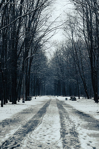 Symmetrical view of a straight forest path covered with fresh snow and tire marks. Leafless trees and old streetlights line the way, creating a cold, quiet, moody winter atmosphere in a Ukrainian park.
