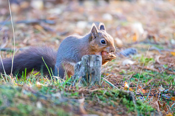 The Red Squirrel (Sciurus vulgaris), playing in the sun at Pow Hill Country Park, Consett. Red squirrel (Sciurus vulgaris) perched on a fallen log, bathed in sunlight at Pow Hill Country Park, Consett. Its reddish-brown fur stands out against the mossy bark and blurred green background. The squirrel appears alert, showcasing its tufted ears and bushy tail. The natural setting highlights its habitat, with the warm tones of the low sun creating a serene atmosphere.