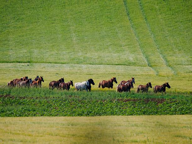 Horizontal landscape photo of a herd of horses running together in a farm field in Spring, Burgundy, France.