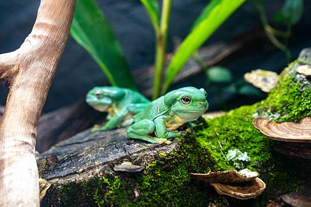 a pair of White's tree frogs, Litoria caerulea, with their waxy green skin and golden eyes, perched on a mossy log