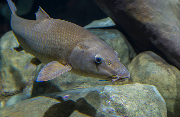 istock Luciobarbus bocagei, barbo comun or common barbel 2252274230