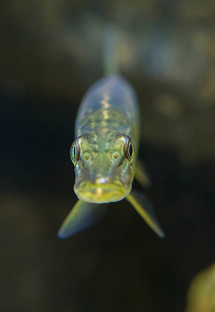 Northern pike, lucio or Esox lucius