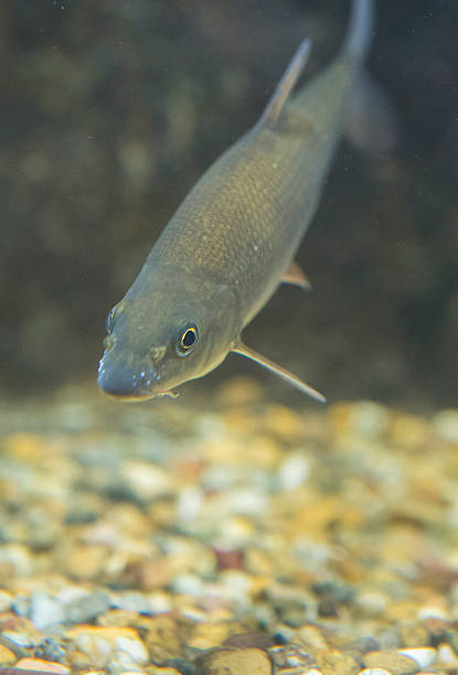 Luciobarbus bocagei, barbo comun or common barbel