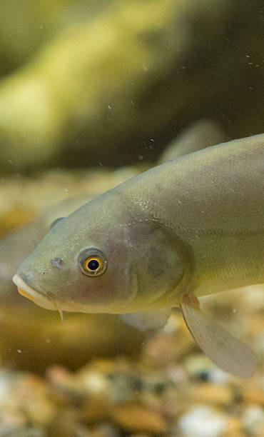 Tench, doctor fish, Tinca tinca, tenca