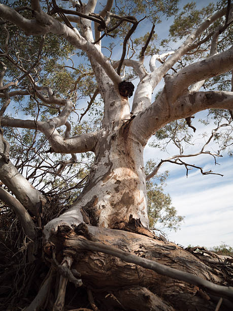 istock Large eucalyptus in outback Australia with a cloudy sky 2252275277