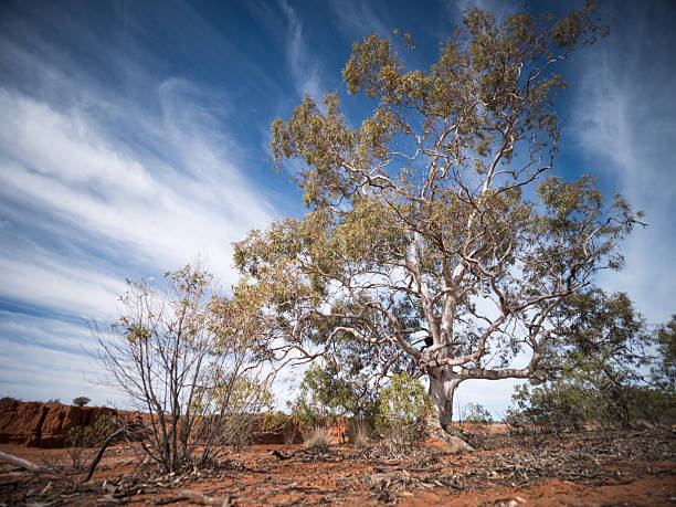 istock Large eucalyptus in a dry river bed in outback Australia with a cloudy sky 2252275280