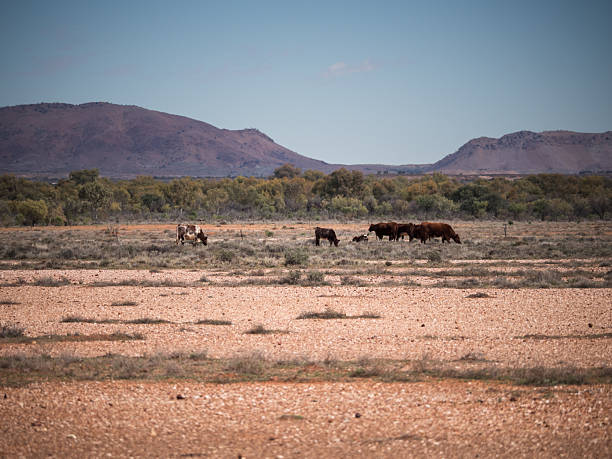 Cows grazing with mountains in the background and a clear sky