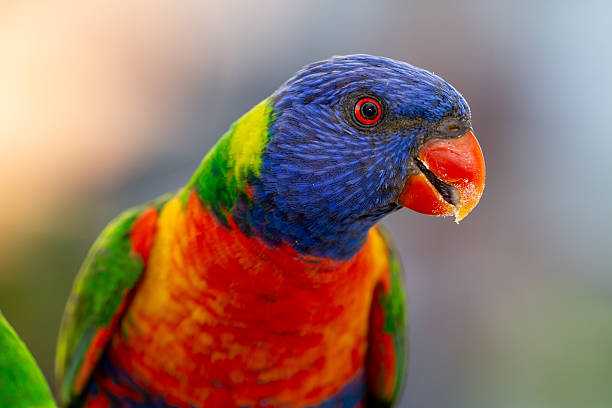 istock A vibrant Rainbow Lorikeet (Trichoglossus moluccanus) faces the camera against a softly blurred, colourful background 2252275506