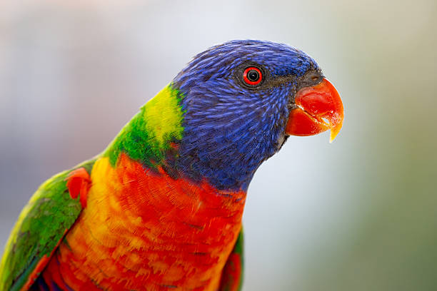 istock A vibrant Rainbow Lorikeet (Trichoglossus moluccanus) faces the camera against a softly blurred, colourful background 2252275509