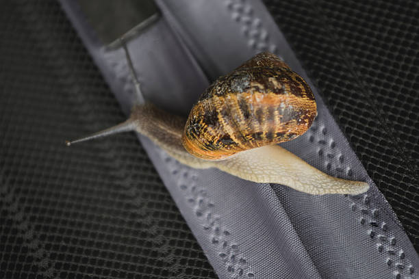 A grape snail crawls on a white background.