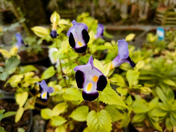 istock Wishbone Flower (Torenia fournieri) Blooming in a Garden 2252275904