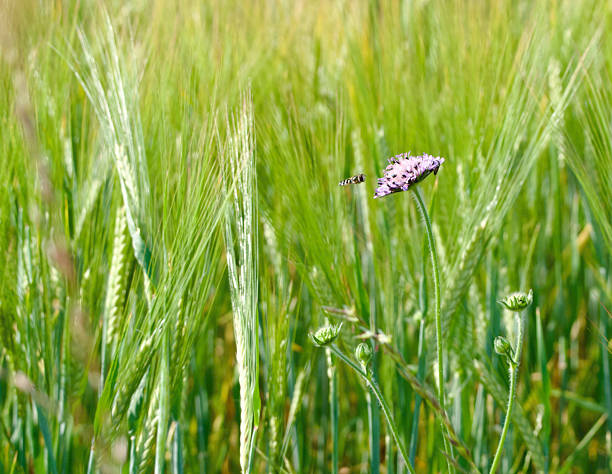 Horizontal extreme close-up photo of sun shining on wild grasses, flowers and herbs  growing in a meadow in Spring, Burgundy, France. Soft focus background.