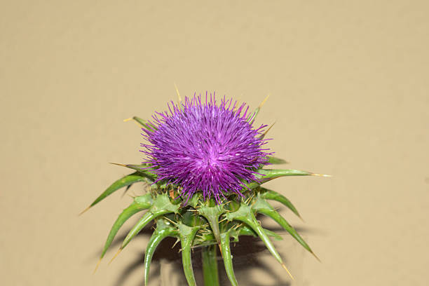 Close up of purple thistle flower with sharp green leaves isolated on soft neutral background representing wild nature medicinal plant botany and natural beauty concepts