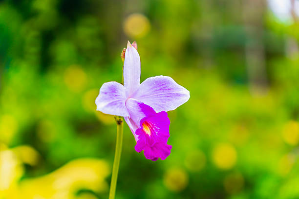 Delicate orchid flower shown in close-up against a soft blurred natural background.
