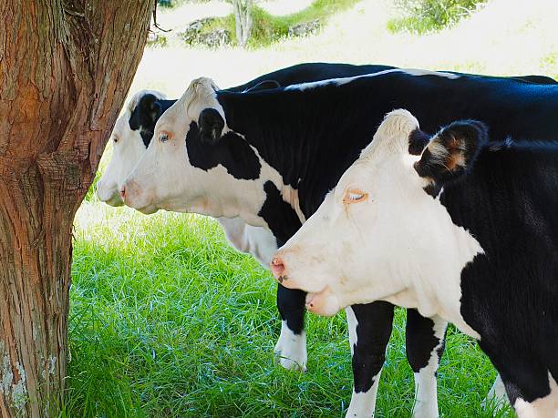 istock Three Holstein Cows standing side by side for comfort under a tree at Mt Taylor in Auckland 2252281353