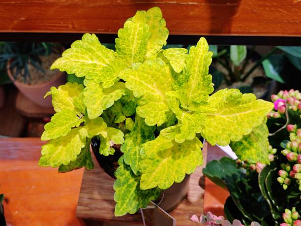 Coleus scutellarioides 'Main Street River Walk'
