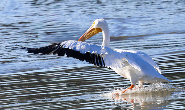 istock Coming in for a Landing 2252284241
