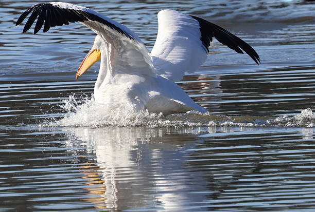A white pelican flying in to land in the water with It's wings spread wide. It's feet ski across the top of the water as it starts to land in the water.  A large, white waterbird with a 9-foot wingspan, known for its black wingtips visible in flight and an orange bill with a large pouch.  Photo was taken at Wheeler Refuge in Alabama.