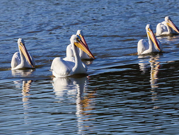 istock Group of American White Pelicans 2252284244