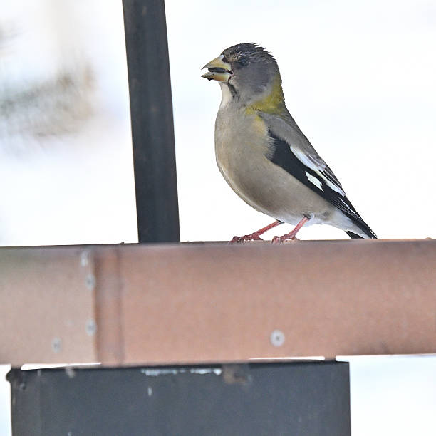 Female evening grosbeak eating sunflower seed at a bird feeder in Connecticut's Northwest Hills on December 16, 2025. A rare winter wanderer from Canada.
