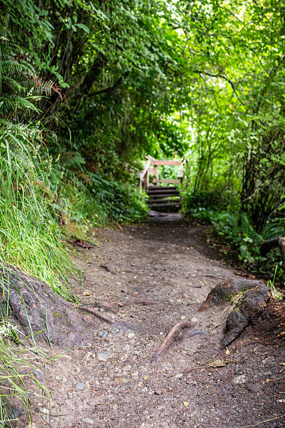 istock Serene Forest Path With Wooden Bridge in Lush Greenery Along a Quiet Trail 2252284904