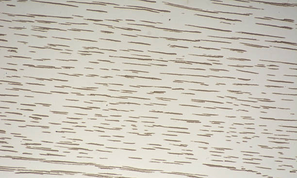 Lightened apple wood, natural striped pattern close-up.