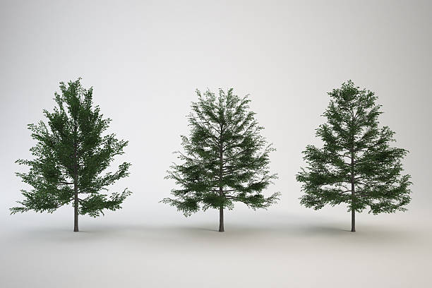 istock Three green trees are shown in a row on white backdrop. 2252285227