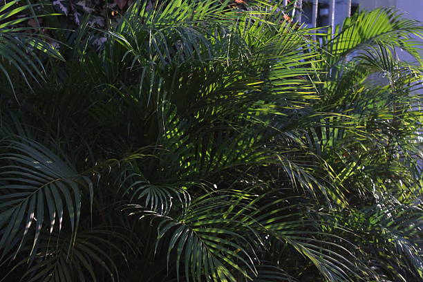 istock Close-up of green leaves illuminated with epic light 2252286368