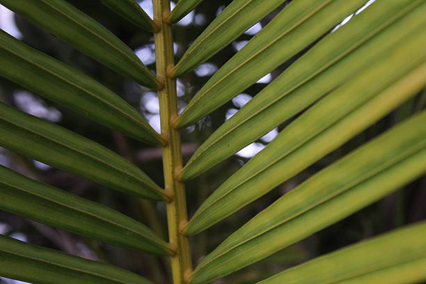 istock Close-up of green leaves illuminated with epic light 2252286430
