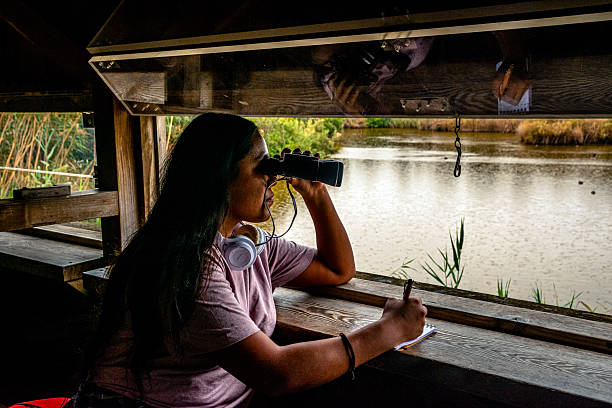 Young woman birdwatching, observing nature in a bird hide