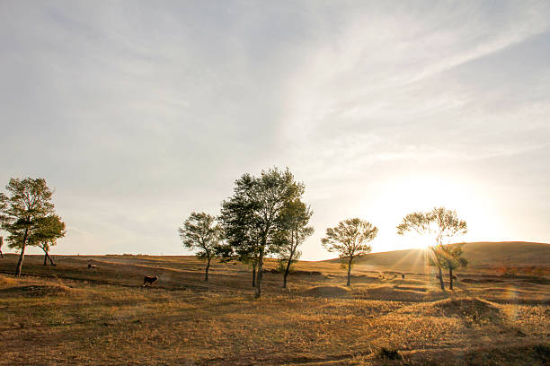 Sunset illuminates a dry grassland with scattered trees, casting golden light and long shadows. Calm, open rural landscape with serene natural scenery.